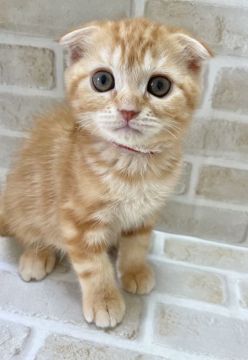 スコティッシュフォールド(折れ耳)【栃木県・女の子・2021年6月12日・レッドタビー】の写真「とっても可愛くて人懐っこいです❤️」