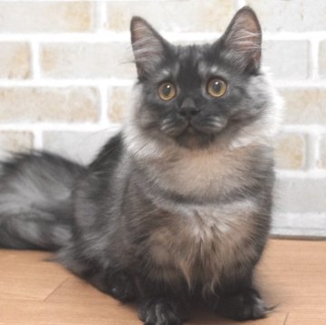 マンチカン(短足)【栃木県・男の子・2023年1月26日・ブルータビー】の写真「母猫似のパッチリおめめの男の子！」