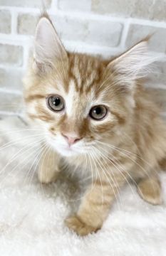サイベリアン【栃木県・男の子・2021年3月3日・レッドタビー】の写真「フワフワの綺麗な毛並み！」