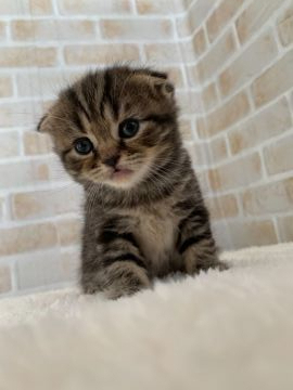 スコティッシュフォールド(折れ耳)【栃木県・男の子・2020年10月25日・ブラウンタビー】の写真「可愛い耳折れちゃん」