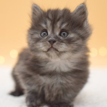 マンチカン(短足)【栃木県・男の子・2024年2月10日・ブラックスモーク】の写真「フワッフワの毛並みの男の子👦」