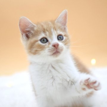 マンチカン【栃木県・男の子・2024年10月16日・レッドタビー&ホワイト】の写真「おっとりとした性格の男の子！」