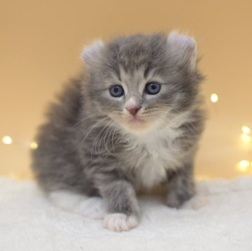 アメリカンカール【栃木県・女の子・2023年12月28日・ブルーパッチドタビー】の写真「母猫にべったりな甘えん坊ちゃんです💖」