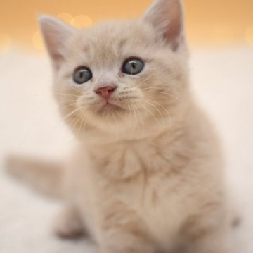 マンチカン(長足)【栃木県・男の子・2024年1月30日・クリーム】の写真「まんまる顔の男の子👦」