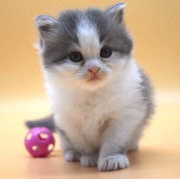 マンチカン【栃木県・男の子・2023年10月11日・ブルー&ホワイト】の写真「食欲旺盛！とっても元気な男の子👦」