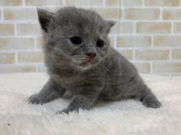 スコティッシュフォールド(立ち耳)【栃木県・女の子・2020年10月25日・ブルータビー】の写真「兄妹唯一の女の子😻」