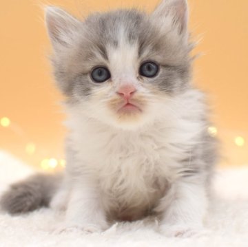 マンチカン(長足)【栃木県・男の子・2024年1月30日・ブルー&ホワイト】の写真「パッチリとした目がチャームポイント👀💕」