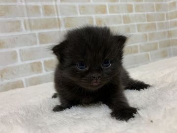 スコティッシュフォールド(立ち耳)【栃木県・男の子・2020年10月25日・ブラック】の写真「母猫にベッタリな男の子😸」