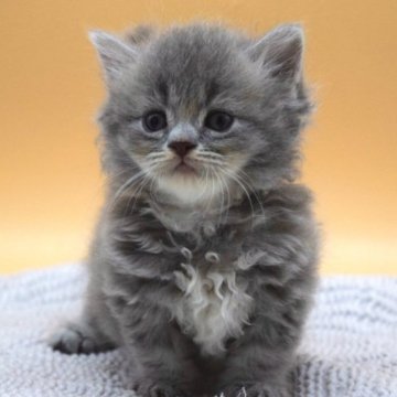 マンチカン(長足)【栃木県・女の子・2023年6月13日・ブルーホワイト】の写真「フワッフワの毛並みがチャームポイント♡」