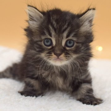 マンチカン(長足)【栃木県・女の子・2024年1月30日・ブラウンタビー】の写真「綺麗なタビーがチャームポイント💕」