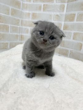 スコティッシュフォールド(折れ耳)【栃木県・男の子・2020年12月11日・ブルー】の写真「おっとり三兄弟😸」