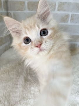 サイベリアン【栃木県・男の子・2021年3月3日・レッドタビーホワイト】の写真「猫じゃらしが大好き🐈🌿」