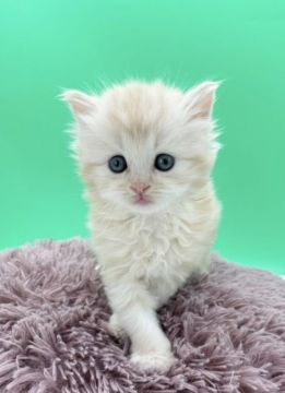 サイベリアン【栃木県・男の子・2022年3月15日・レッドホワイト】の写真「GWキャンペーン中！！！紹介文に詳細あり！」