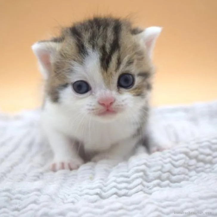 ID:2211-02780の子猫