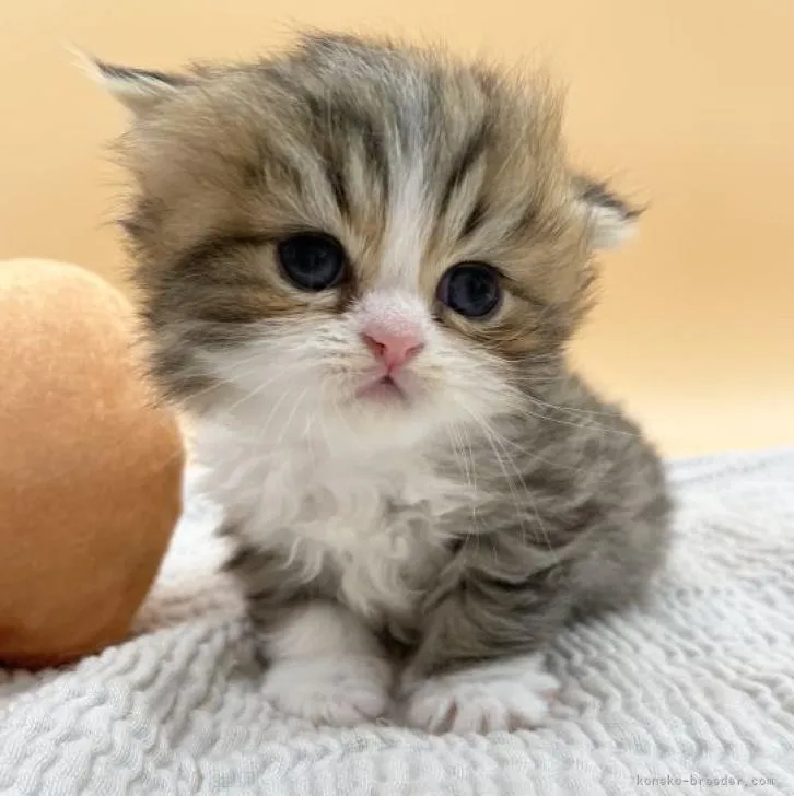 ID:2209-01790の子猫