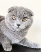 スコティッシュフォールド(立ち耳)【栃木県・男の子・2021年9月20日・ブルー】の写真2