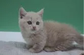 マンチカン(短足)【栃木県・男の子・2022年5月18日・クリーム】の写真2