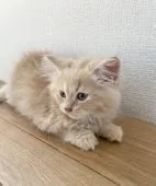 マンチカン(長足)【栃木県・男の子・2021年8月6日・クリーム】の写真3