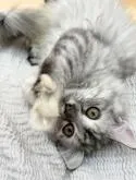 サイベリアン【栃木県・女の子・2022年6月6日・キャリコ】の写真3