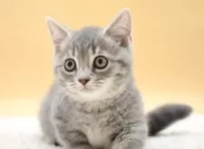 マンチカン(短足)【栃木県・男の子・2025年7月5日・ブルータビー】の写真8