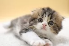 ミヌエット(長足)【栃木県・男の子・2025年8月1日・ブラウンタビー&ホワイト】の写真7