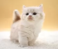 マンチカン(短足)【栃木県・男の子・2025年10月9日・クリーム&ホワイト】の写真10