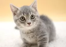 マンチカン(短足)【栃木県・男の子・2025年7月5日・ブルータビー】の写真7