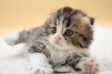 ミヌエット(長足)【栃木県・男の子・2025年8月1日・ブラウンタビー&ホワイト】の写真8