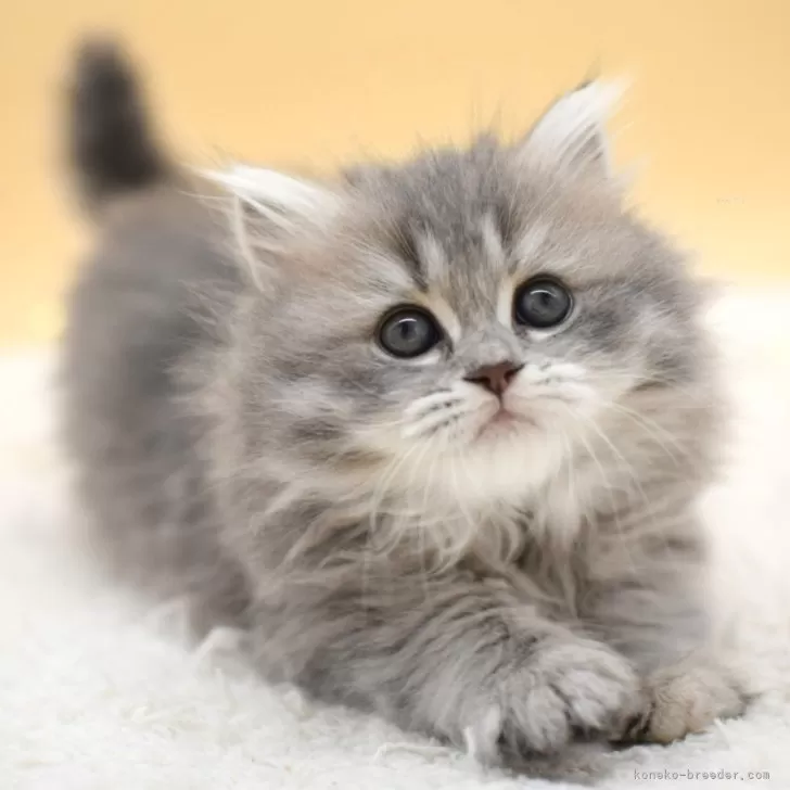 ID：2503-00632の子猫