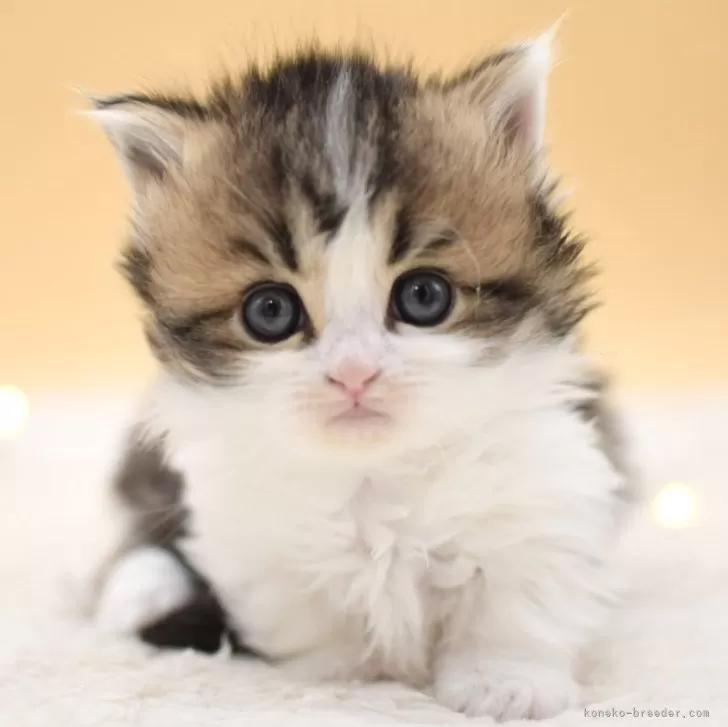ID:2503-03030の子猫