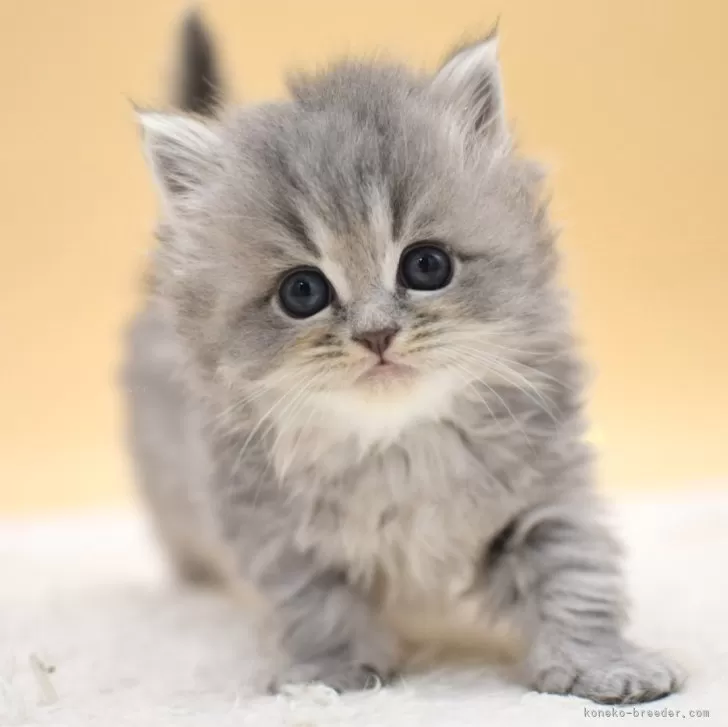 ID:2503-03028の子猫