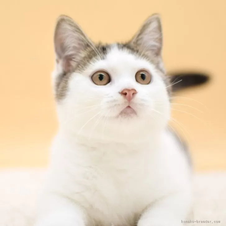 ID：2501-01764の子猫