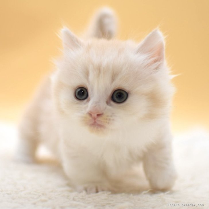 ブリーダー画像