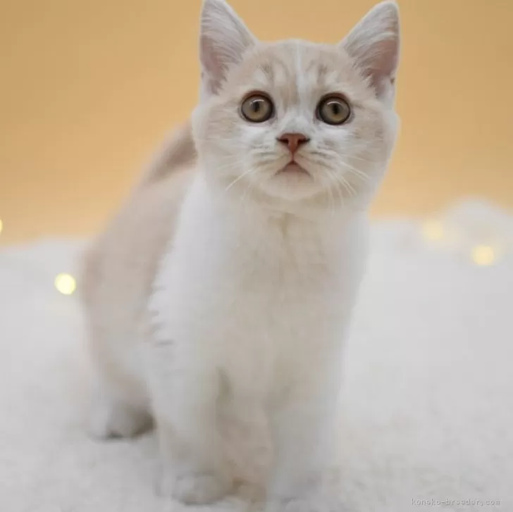 ID：2501-01173の子猫