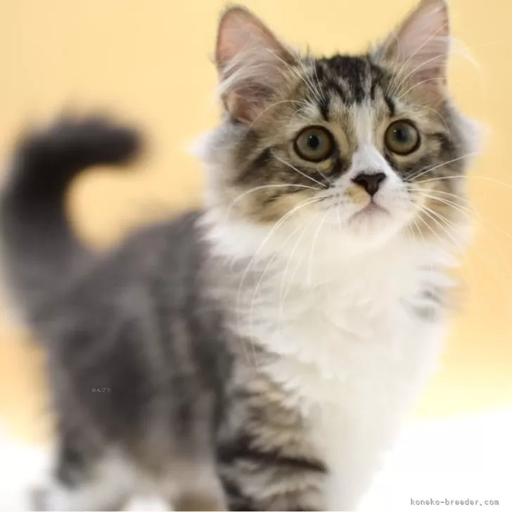 ID：2506-01395の子猫