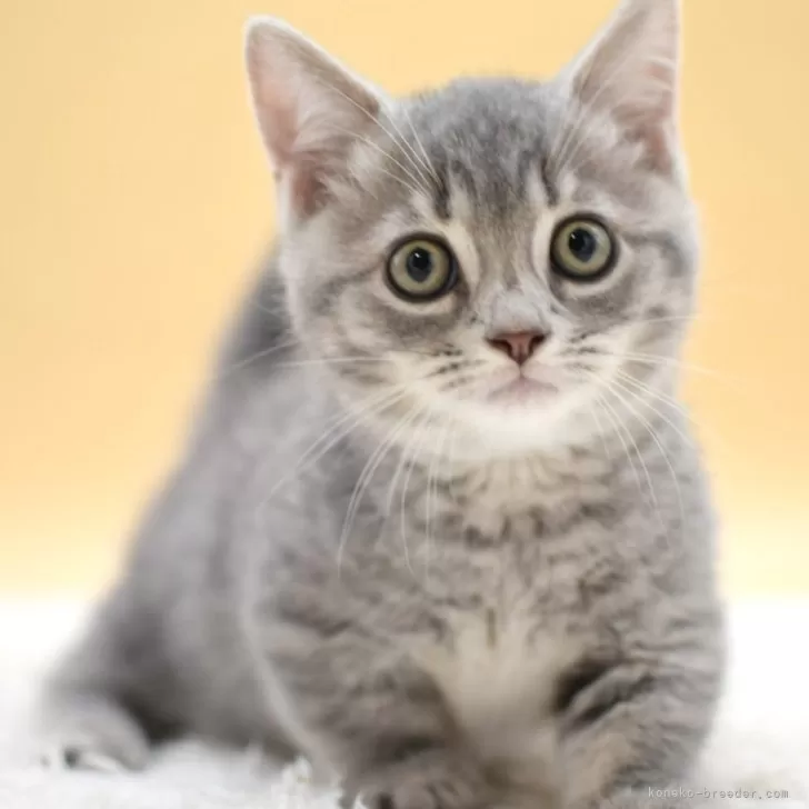 マンチカン(短足)【栃木県・男の子・2025年7月5日・ブルータビー】の写真1