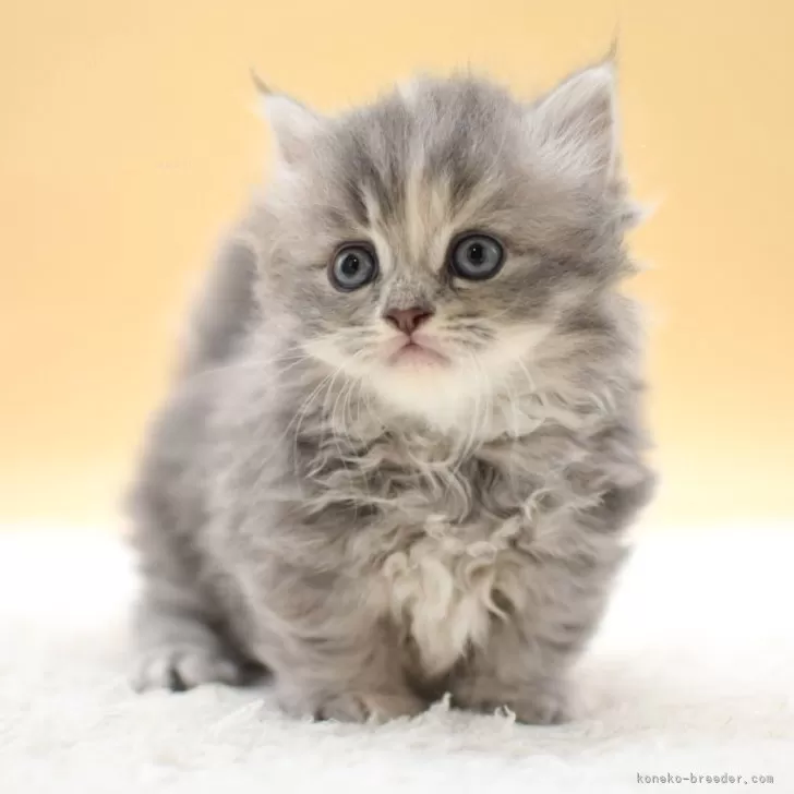 ID:2508-01036の子猫