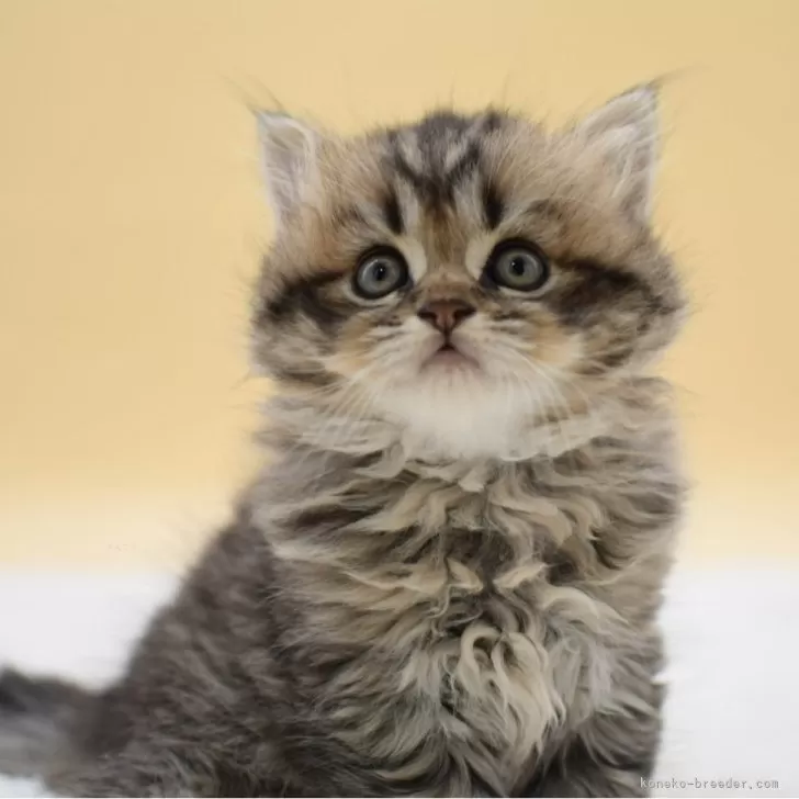 ID：2509-01318の子猫