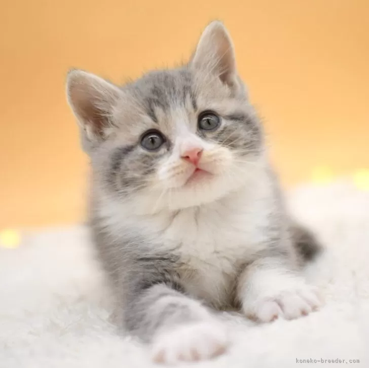 ID:2501-01763の子猫