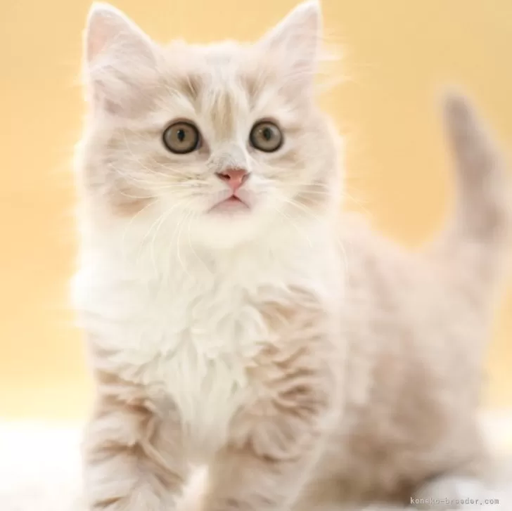 ID：2505-00675の子猫