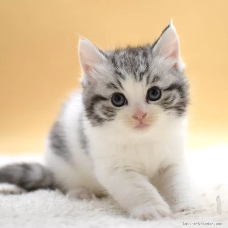 マンチカン(長足)【栃木県・女の子・2025年10月9日・シルバーパッチドタビー】の写真1