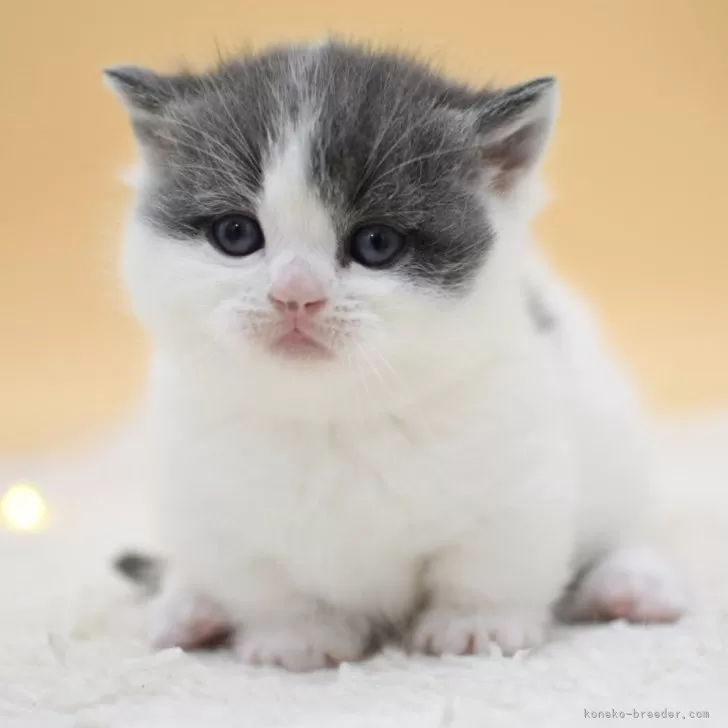 ID:2502-01631の子猫