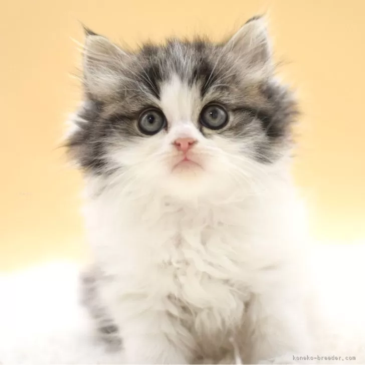 ID：2506-01393の子猫