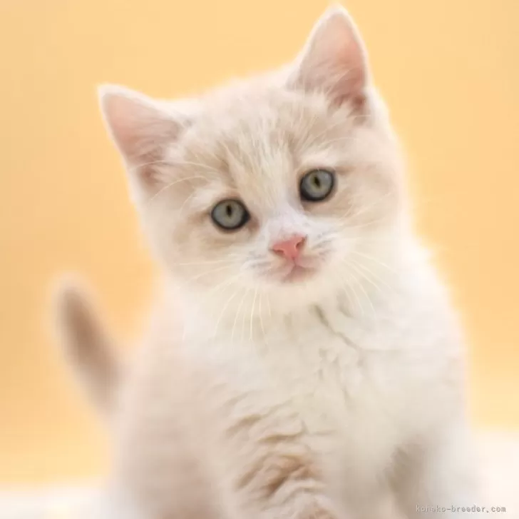 ハナ 様のお迎えした子猫