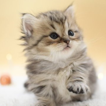 マンチカン(短足)【栃木県・男の子・2025年10月14日・ブラウンタビー】の写真「5兄妹唯一の短足ちゃんです🐈」