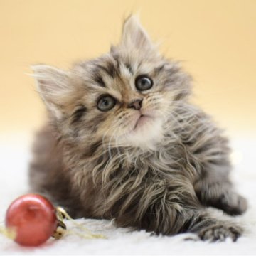 マンチカン(短足)【栃木県・男の子・2025年10月18日・ブラウンタビー】の写真「人慣れした性格の男の子👦」