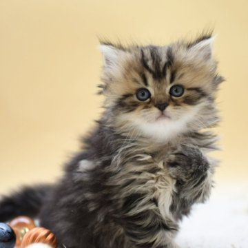 マンチカン(長足)【栃木県・女の子・2025年10月14日・ブラウンタビー】の写真「フワフワ毛並みの5頭兄妹(長女)👧」