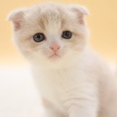 スコティッシュフォールド(折れ耳)