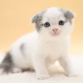 スコティッシュフォールド(折れ耳)
