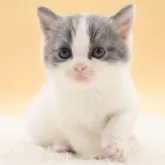 スコティッシュフォールド(立ち耳)
